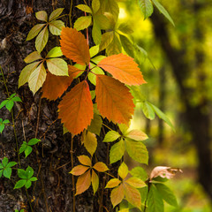 Liana with colorful autumn leaves on a tree trunk close-up