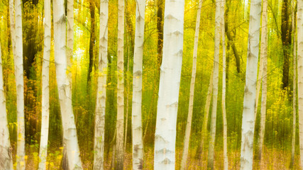Blurred natural abstract background - white birch trunks closeup on a background of yellow foliage...
