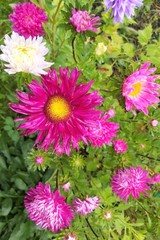 Obraz premium Beautiful background of large garden flowers, white and red asters.