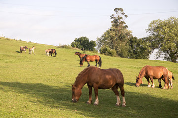Fototapeta premium wild horses in the field