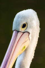 The great white pelican (Pelecanus onocrotalus) aka the eastern white pelican, rosy pelican or white pelican
