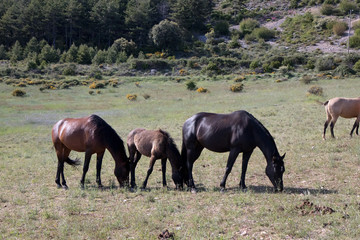 wild horses in the field
