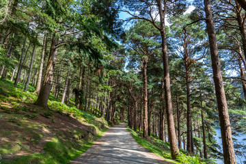 Fototapeta na wymiar Pine forest on the lake road in Glendalough Upper lake.