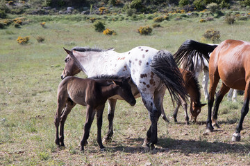 wild horses in the field