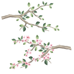 Obraz na płótnie Canvas Tree branches with pink cherry blossoms and green leaves.Vector