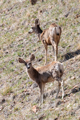 Herd of Mule Deer in the Sun