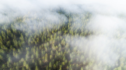 Autumn Foggy Forest With Colorful Trees In Mist Clouds Aerial View. Nature Landscape Of Woodland In...