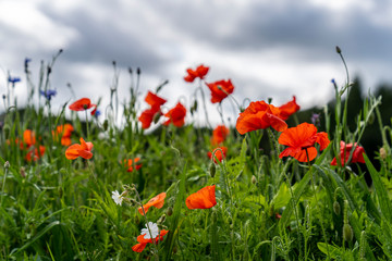 Flowers in the field on a cloudy day in Ireland.