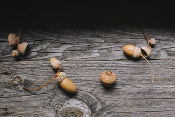 acorn on a gray background, oak leaves on a gray background