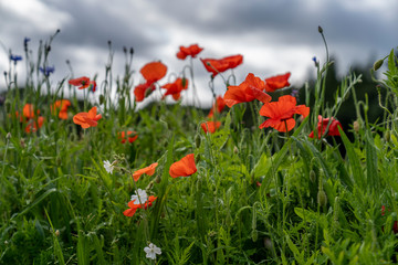 Flowers in the field on a cloudy day in Ireland.