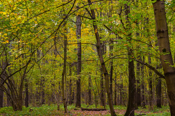 Forest landscape at the fall season
