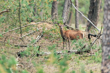 Red deer doe in pine forest in early fall.