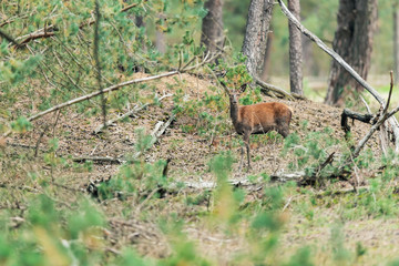 Red deer doe in pine forest in early fall.