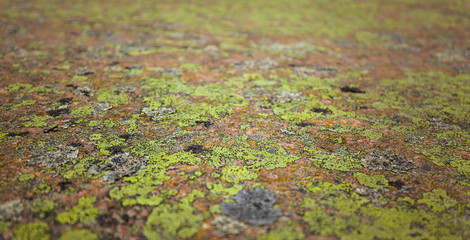 Grünes Moos auf Felsen. Moss background. Green moss on rock texture.