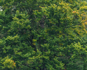 Patterns of foliage in forest during early autumn.