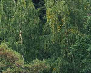 Patterns of foliage in forest during early autumn.