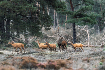 Red deer stag with group of females during rutting season.