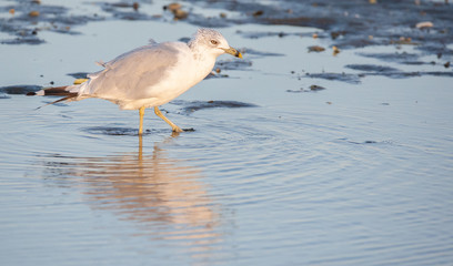 Seagull in Tidal Pool