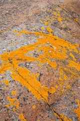 Orangene Textur. Oranges Moos auf rotem Stein. Orange texture. Orange moss on red rock.