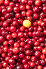 Red lingonberries in a round wooden plate on a background of green grass