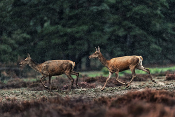 Naklejka na ściany i meble Two red deer doe running in rainy heather landscape.