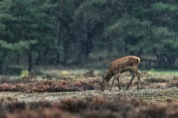 Grazing red deer doe in rain.