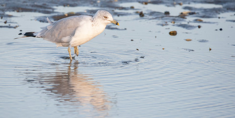 Seagull in Tidal Pool