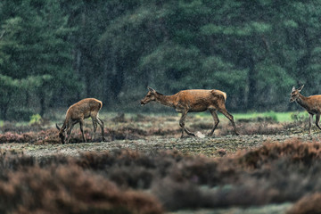 Three red deer doe in rainy heather landscape.
