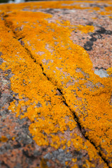 Oranges Moos auf rotem Felsen. Orangene Textur. Orange texture. Orange moss on red rock.