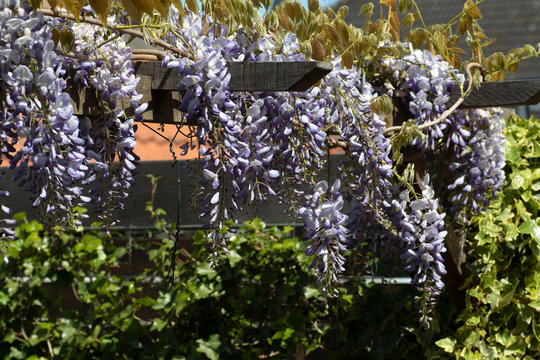 Purple flowers of the blue rain flowers (Wisteria sinensis) grow on a wooden pergola. These flowers give a wonderful sweet scent