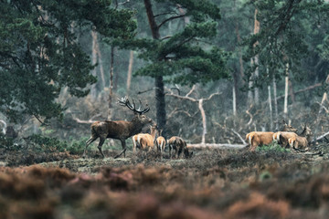 Red deer stag and group of females in rain.