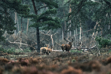 Red deer stag and group of females in rain.
