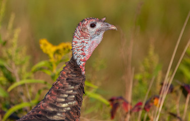 Turkey in New England