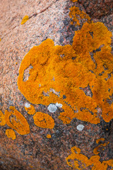 Oranges Moos auf rotem Felsen. Orangene Textur. Orange texture. Orange moss on red rock.