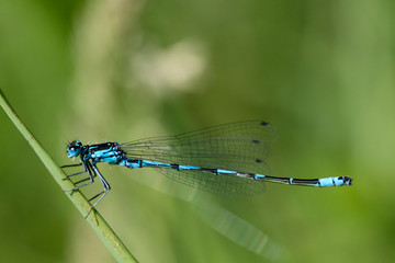 Blue dragonfly insect closeup macro on green background.  Photo taken with 90 mm macrolens.