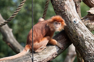 Javanese langur monkey  sitting on a branch 