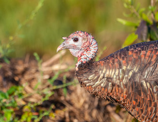 Turkey in New England
