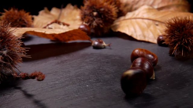 Fresh ripe chestnuts falling on black surface on the background of chestnut leafes and shells