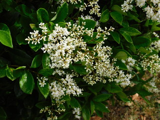Wax leaf privet, or Ligustrum japonicum, plant and white flowers, in a park in Athens, Greece