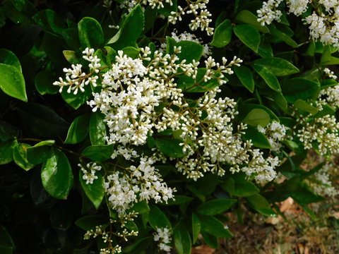 Wax leaf privet, or Ligustrum japonicum, plant and white flowers, in a park in Athens, Greece