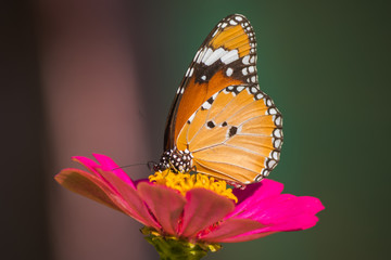 Fototapeta na wymiar Monarch Butterfly On Daisy Flower In The Garden