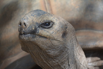 Schildkröte 