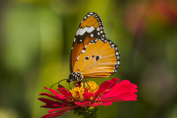 Fototapeta na wymiar Monarch Butterfly On Daisy Flower In The Garden