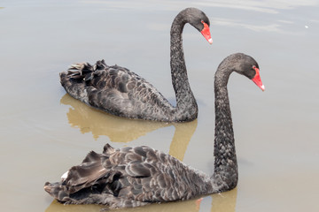dupla de cisnes  negros na lagoa 