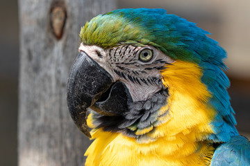 Arara Canindé azul e amarela