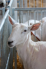 Fototapeta premium Sheep at State Fair