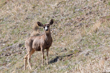 Herd of Mule Deer in the Sun