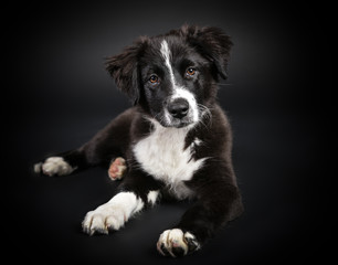 australian shepherd Süßer Hundewelpe im Studio mit schwarzem Hintergrund