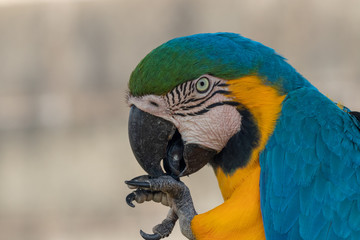 Arara Canindé em seu habitat