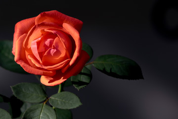 Coral orange hues of a single rose in the autumn garden